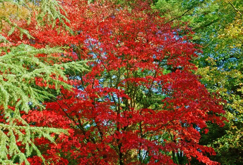 An acer at Westonbirt Arboretum, near Tetbury.