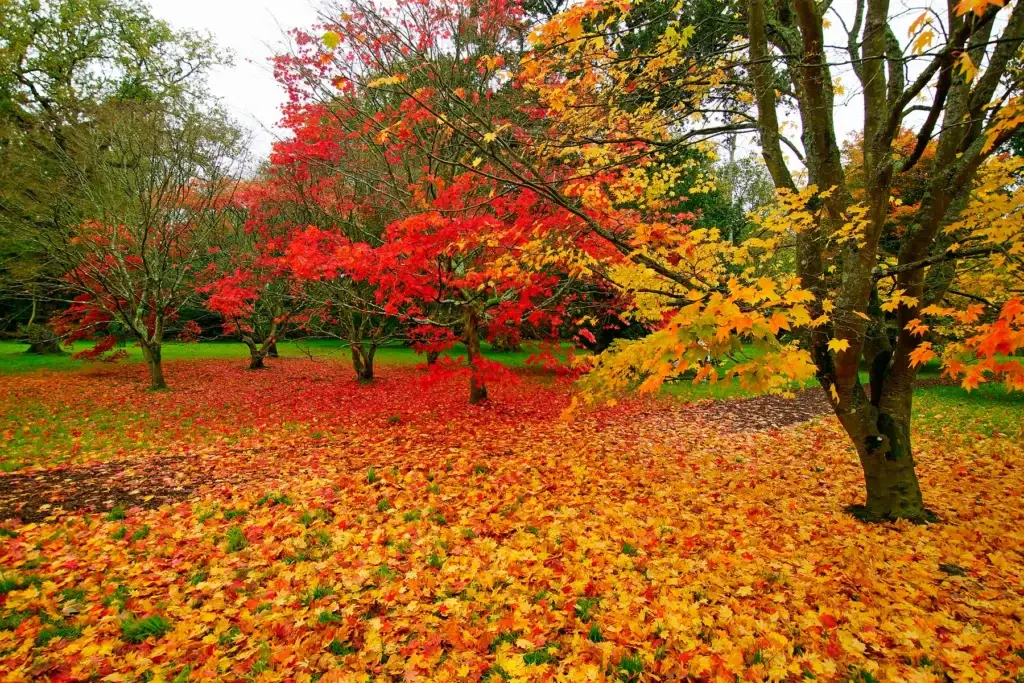 Autumn foliage and fallen leaves at Westonbirt Arboretum.