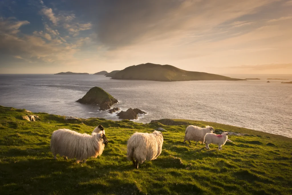 Sheep on a hillside in the Blasket Islands, shown as context for the mainland Blasket Centre.