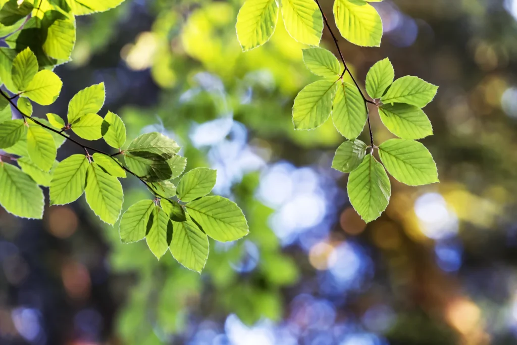 Illustrative beech-leaf detail, not a documentary photograph of the Hermitage.