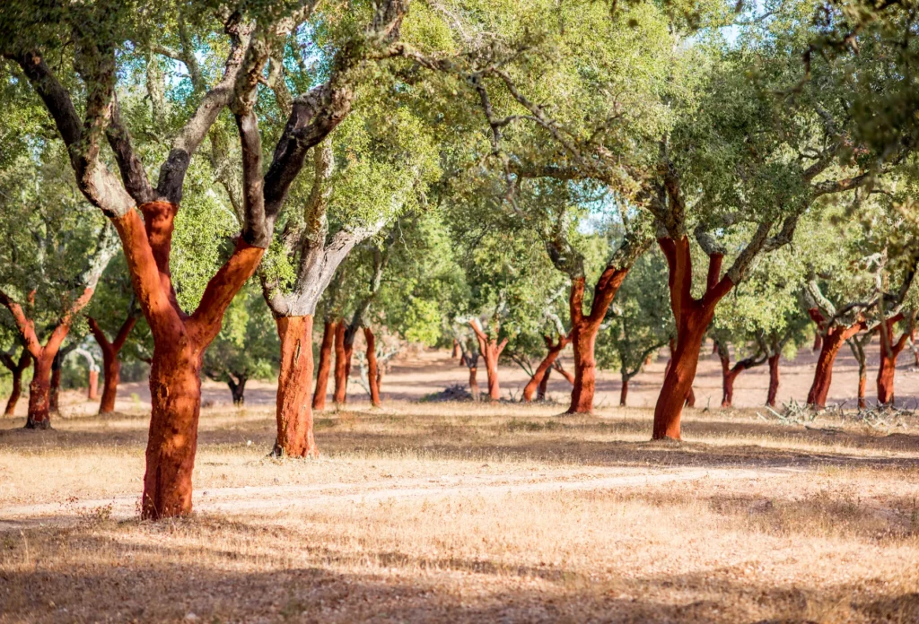Cork oak trees in Portugal, illustrative countryside context; not Cartuxa or a verified Alentejo location.
