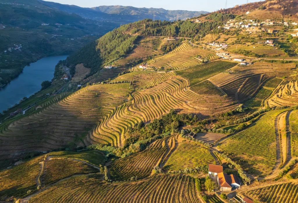Terraced vineyards beside the Douro River, Portugal.
