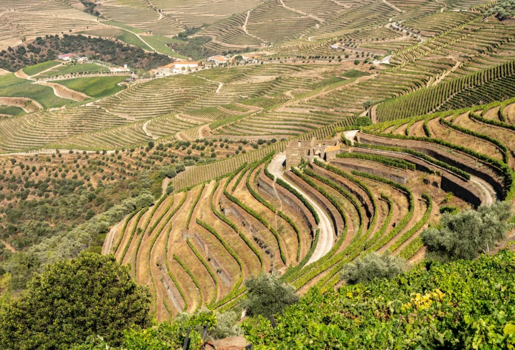 Douro vineyard terraces associated with port-wine production; no Gaia cellar or tasting is depicted.