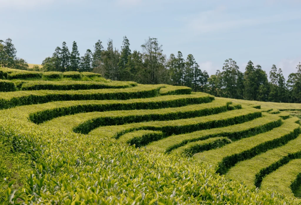 Gorreana tea plantation on São Miguel.