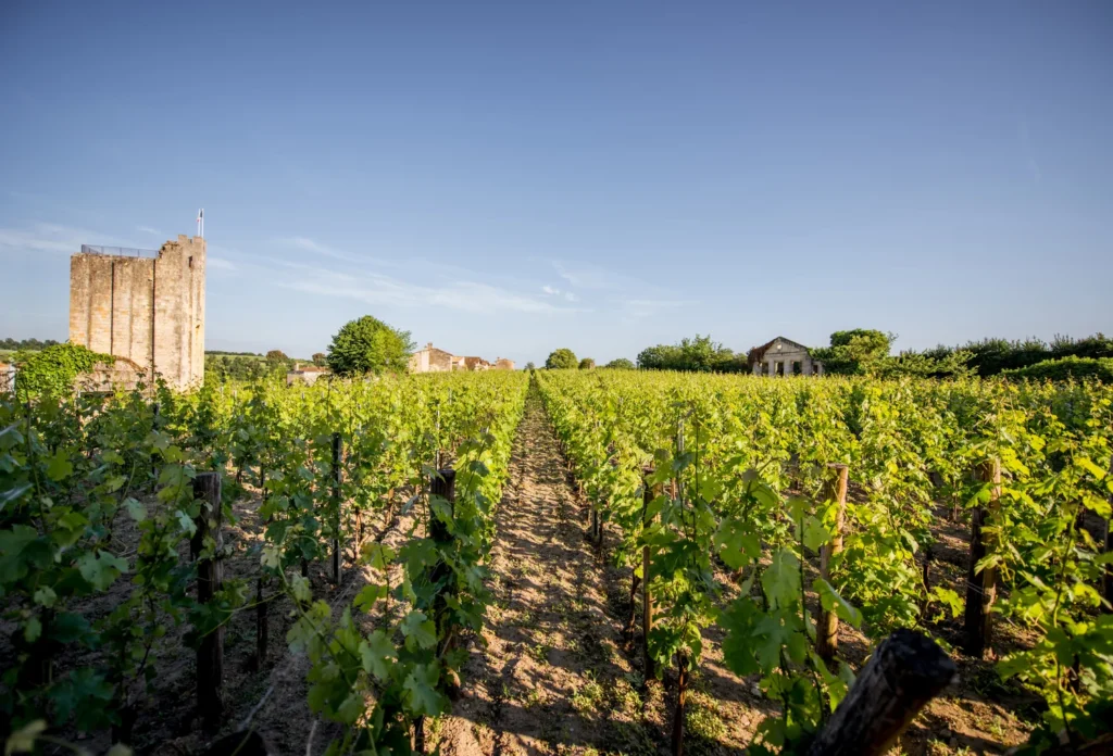 Vineyards at Saint-Émilion. No specific estate visit is represented.