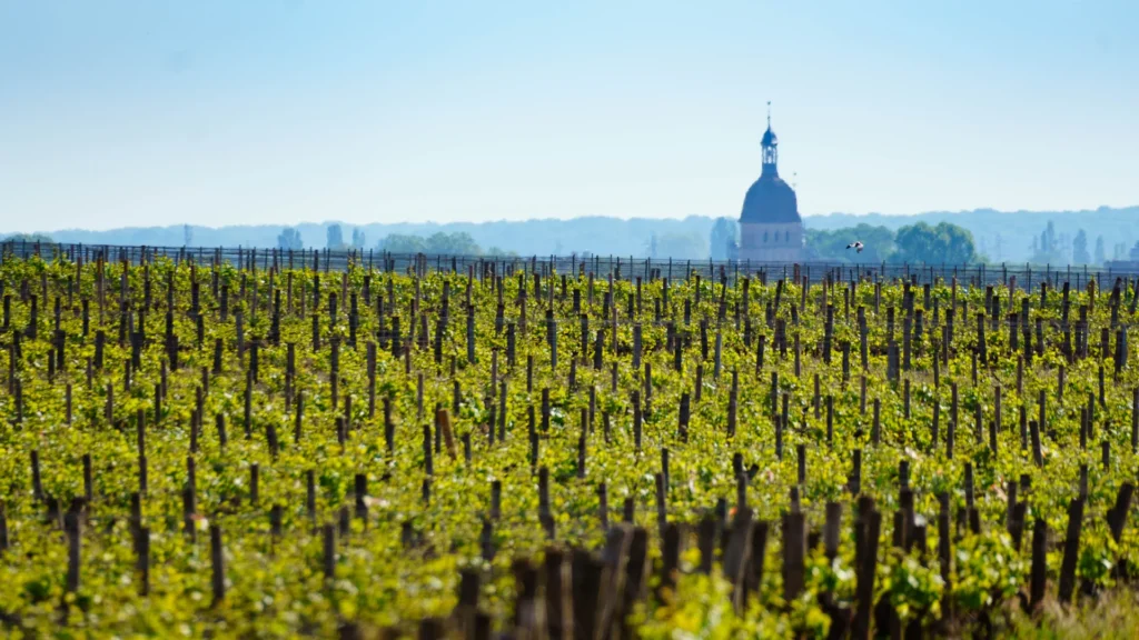 A vineyard in the Côte de Beaune, Côte-d’Or, Burgundy.