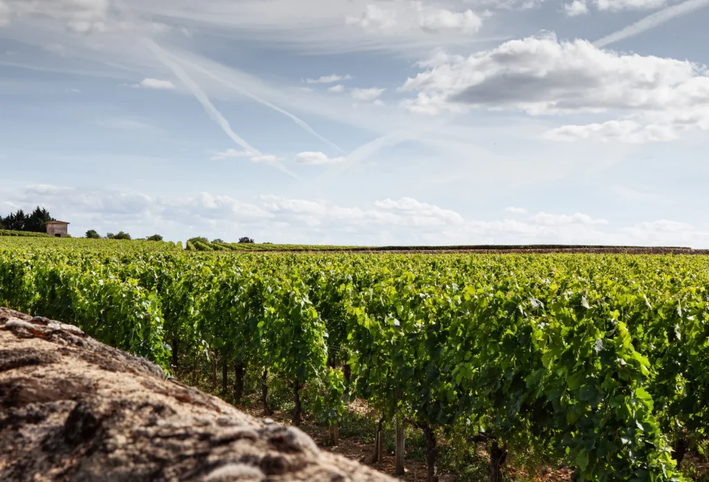 Rows of vines and a stone wall, illustrating vineyard patterns. No Burgundy parcel or named climat is represented.