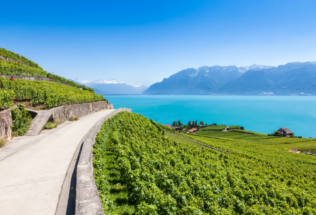 The terraced vineyards of Lavaux. No specific public route or cellar is represented.