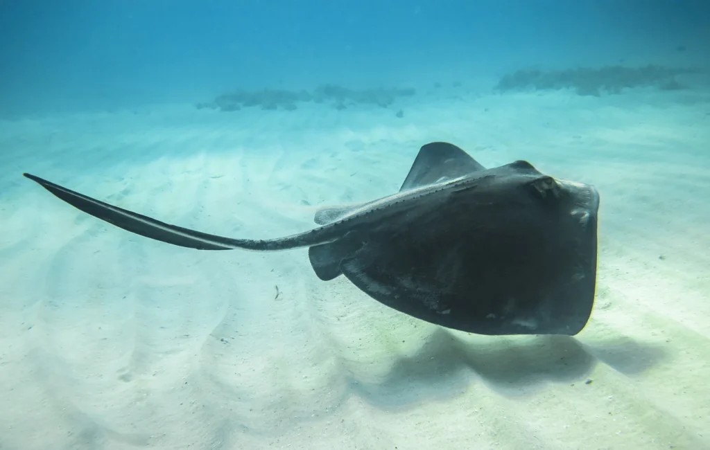 Southern Stingray on the Caribbean Sea Floor