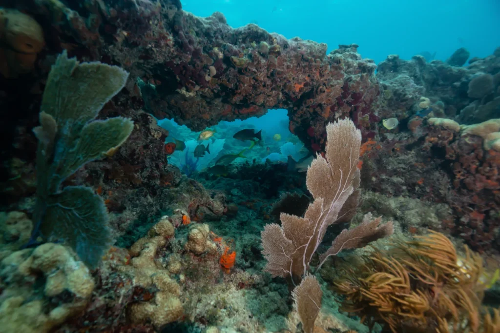 Coral reef in the Atlantic Ocean with Fish