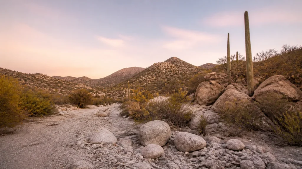 AI-generated editorial visualization of Walk the arroyo and cactus landscape with a naturalist.