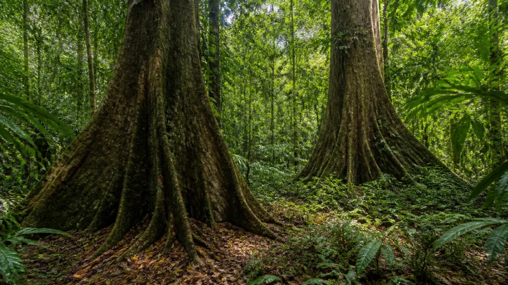 AI visualization of two massive shade trees and layered humid forest in an anonymous Hiva Oa context