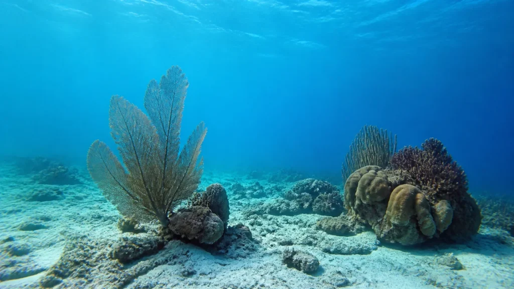 AI-generated editorial visualization of Enter Man of War Shoal through the managing authority.