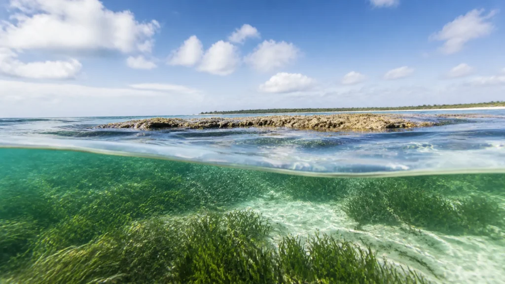 AI-generated editorial visualization of Read Princess Alexandra National Park from outside the reef.