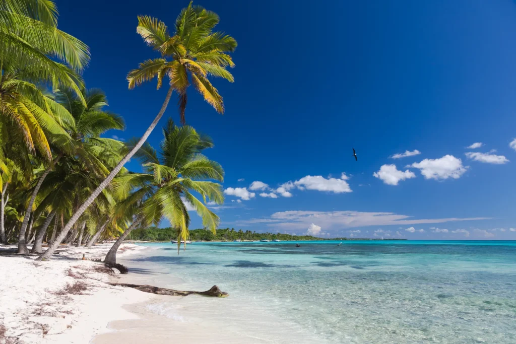 Coconut Palm trees on white sandy beach in Saona island, Dominican Republic