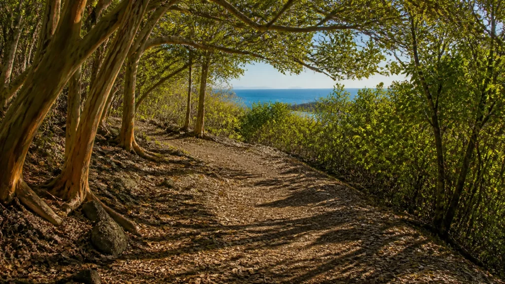 AI-generated editorial visualization of Virgin Islands National Park, St. John.