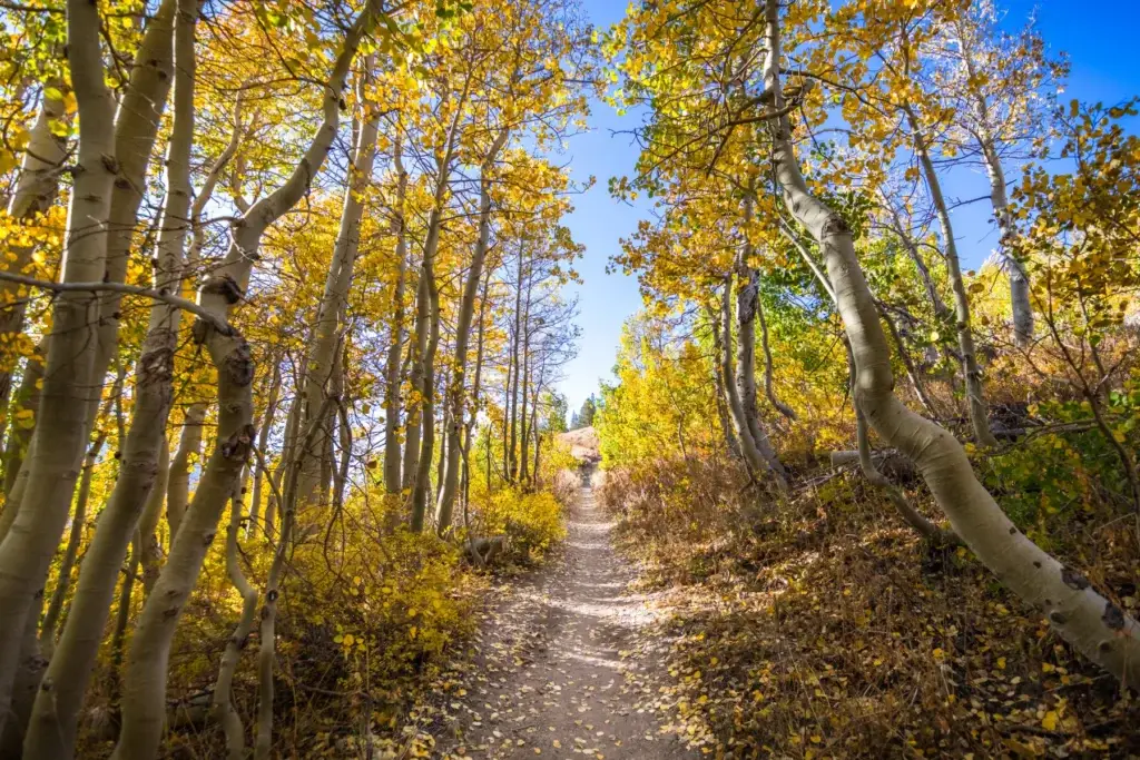 Walking trail through a grove of aspen trees