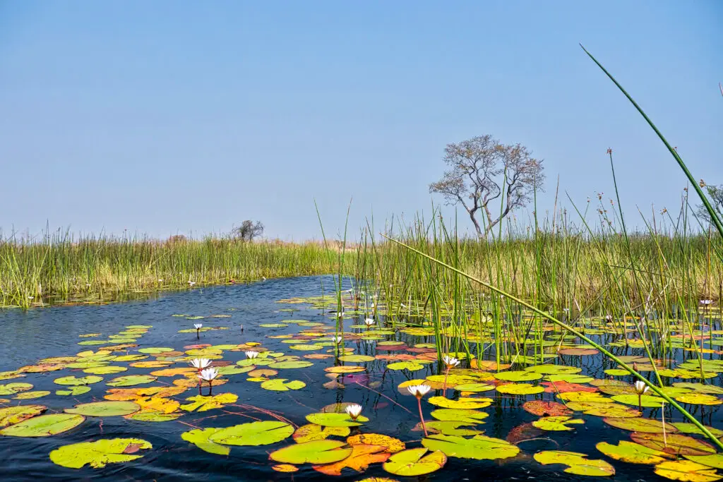 Lily pads and reeds in the Okavango Delta wetland, Botswana