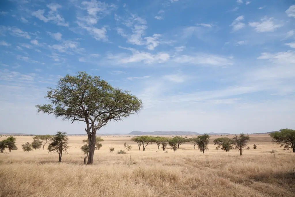 Open grassland and acacia trees in Serengeti National Park, Tanzania