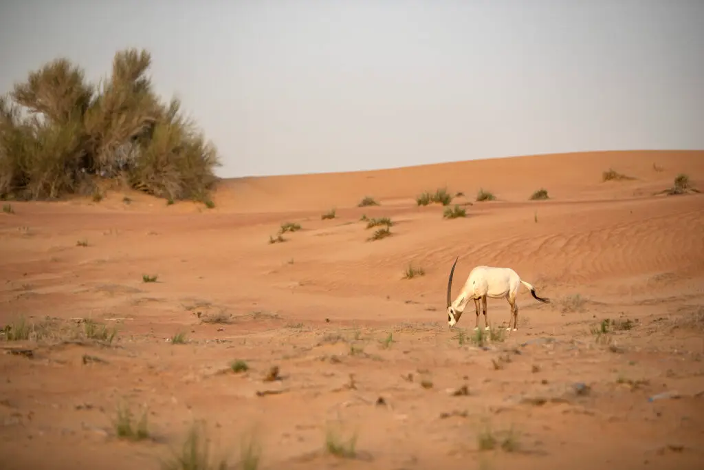 Quiet desert landscape in the Dubai conservation area