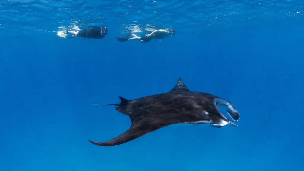 Manta ray swimming below two snorkelers at a respectful distance in the Maldives