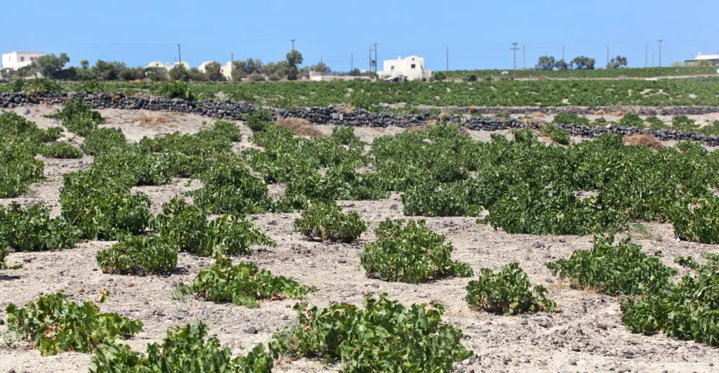 Low-trained vines in the volcanic landscape of Santorini