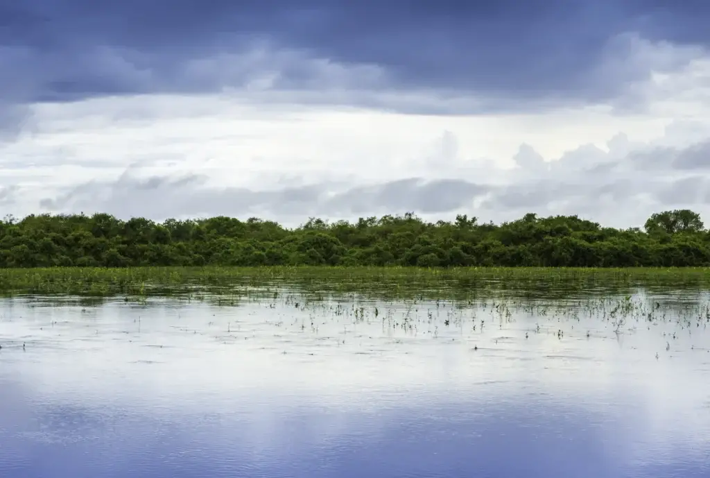 Wetland landscape in the Pantanal, Brazil.