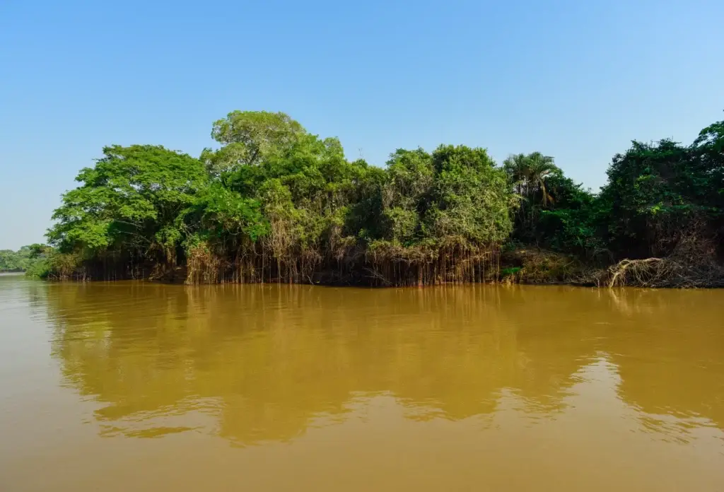 Pantanal forest and wetlands in Mato Grosso, Brazil.
