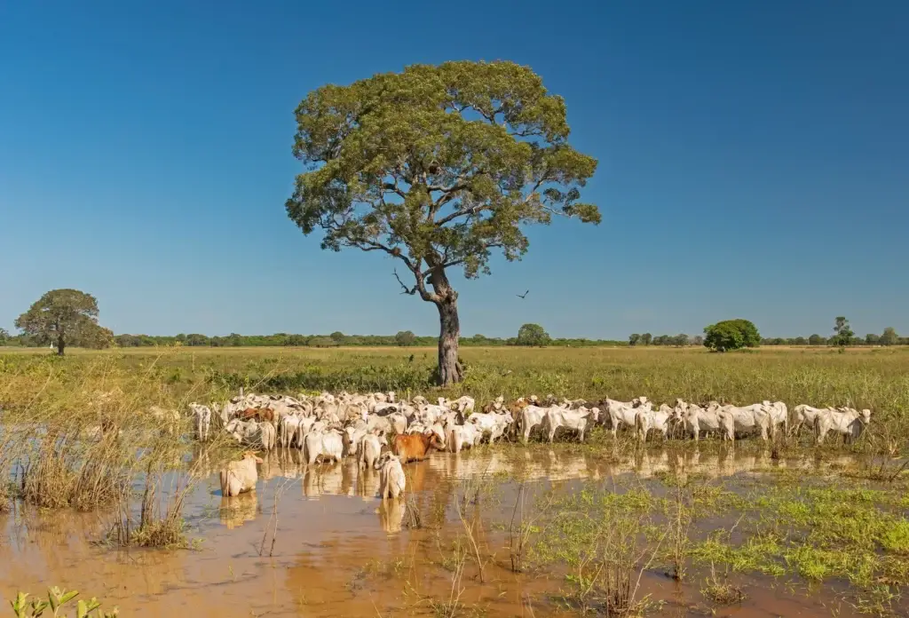 Cattle in a Pantanal ranching landscape, Brazil.