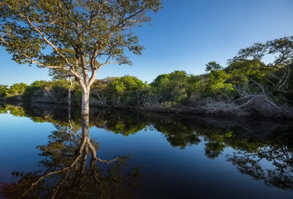 Riverbank trees reflected in the water, Pantanal, Brazil.