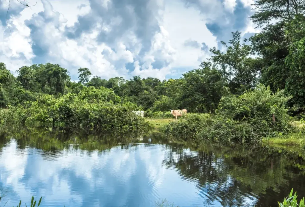 Open wetlands in the Pantanal, Brazil.