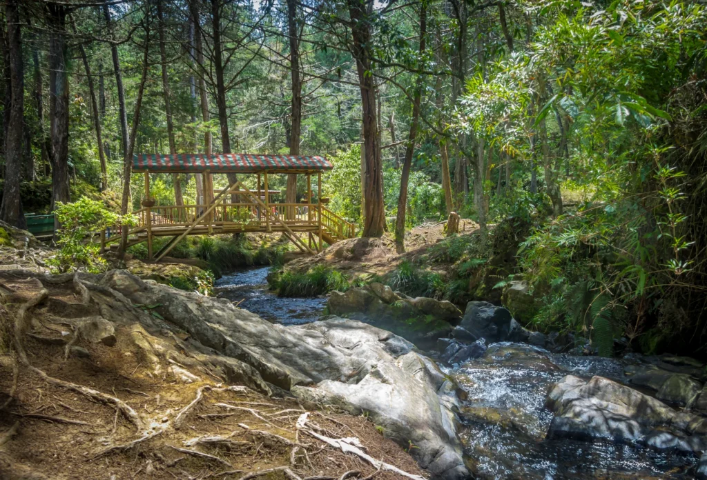 A forest footbridge in Parque Arví, Medellín.