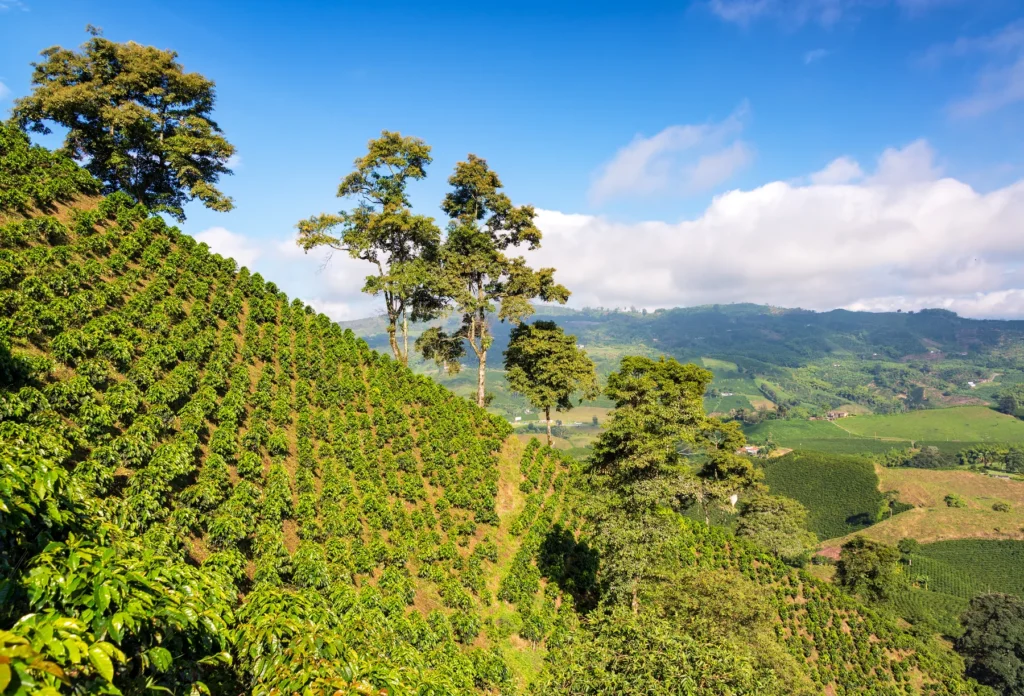 Coffee-growing hills near Manizales, Colombia.