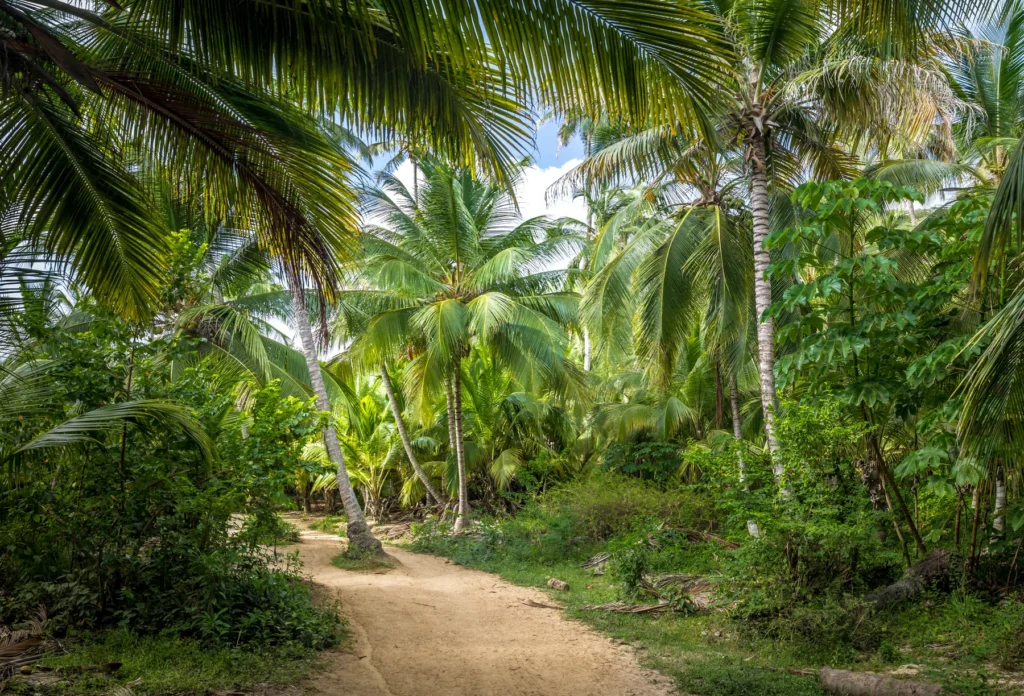 A sandy path through palm forest in Tayrona National Natural Park, Colombia.