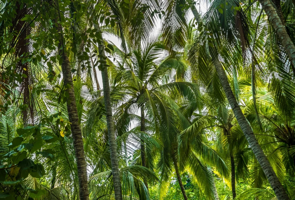 Palm forest in Tayrona National Natural Park, Colombia.