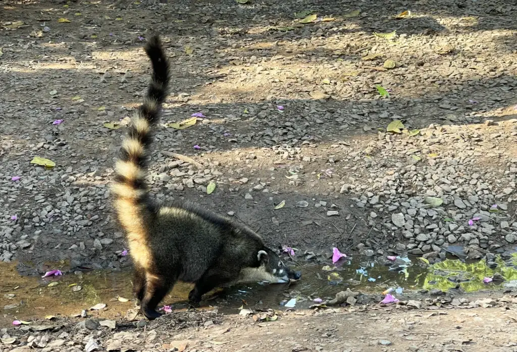 A coati drinking from a puddle in Iguazú National Park, Argentina.