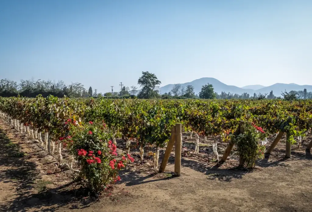 Vineyard rows in the Santiago region of Chile.