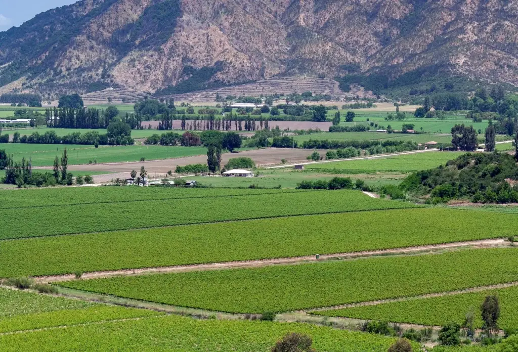 Vineyards in the Colchagua Valley, central Chile.