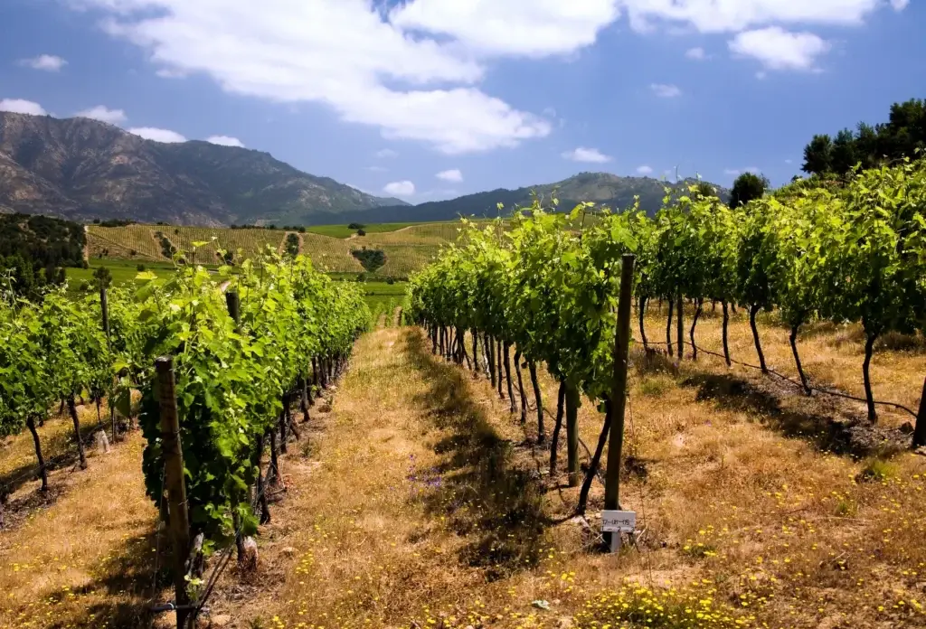 Vineyard rows in the Colchagua Valley, Chile.