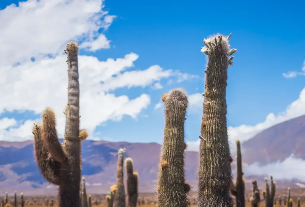 Cardón cacti in Los Cardones National Park, Salta, Argentina.