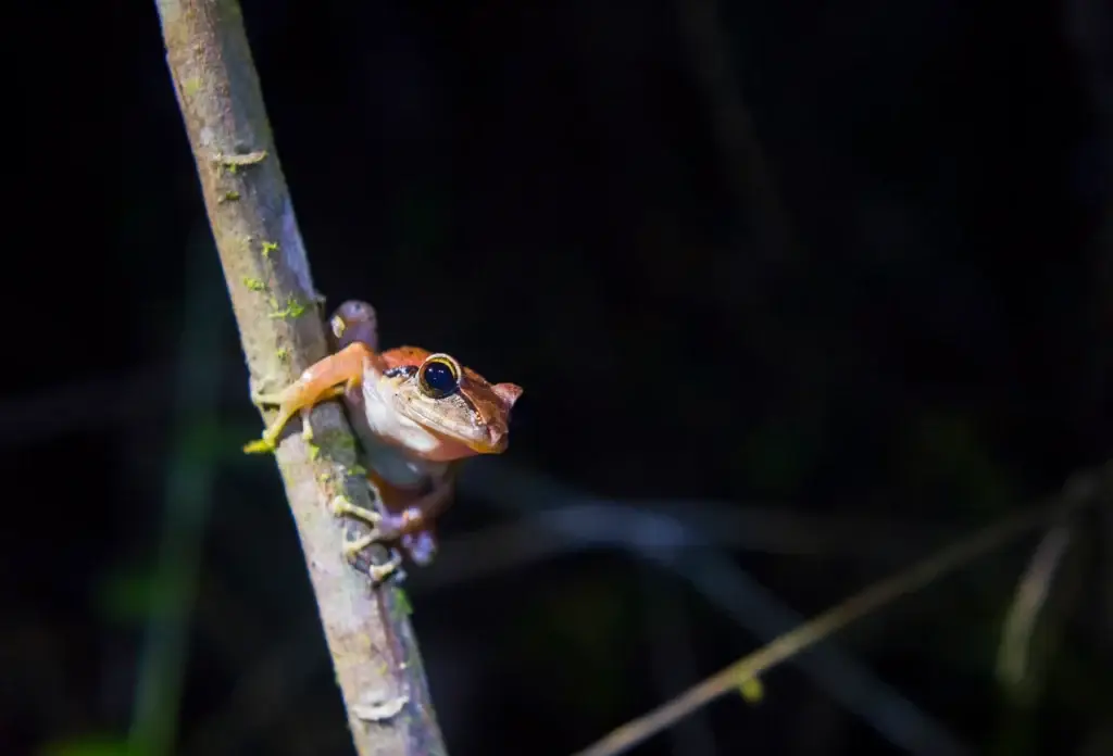 A frog on a branch at night in Ecuador's Mashpi Cloud Forest.