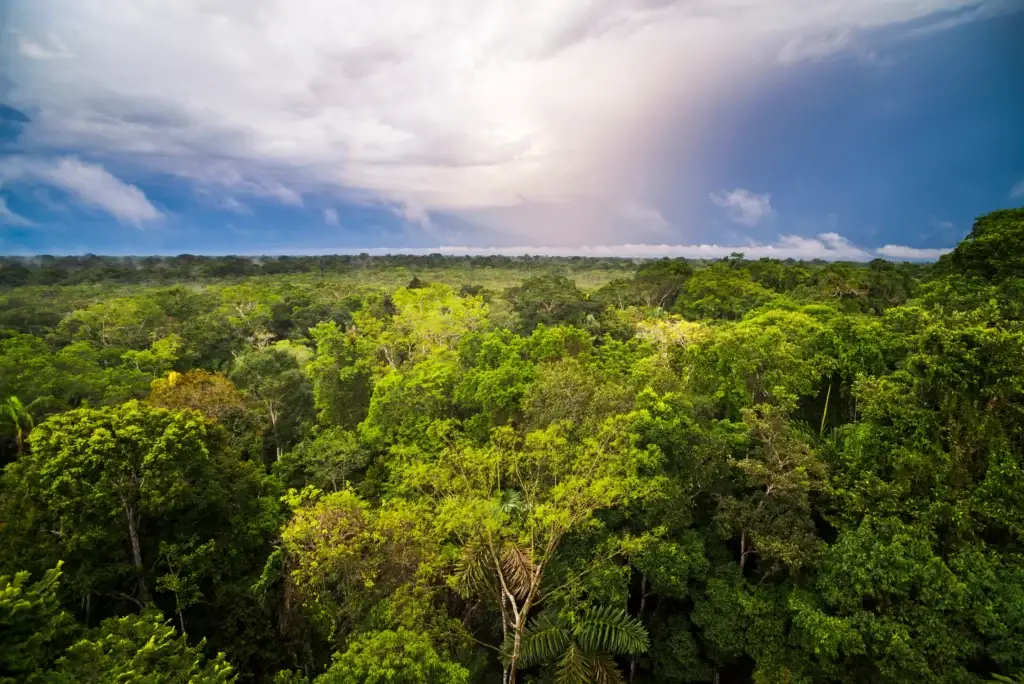 Amazon rainforest at Sacha Lodge near Coca, Ecuador.