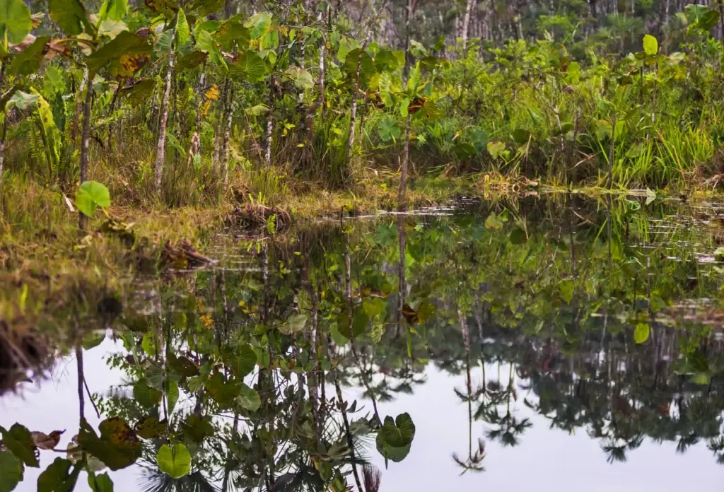 A narrow waterway in the Amazon rainforest near Coca, Ecuador.