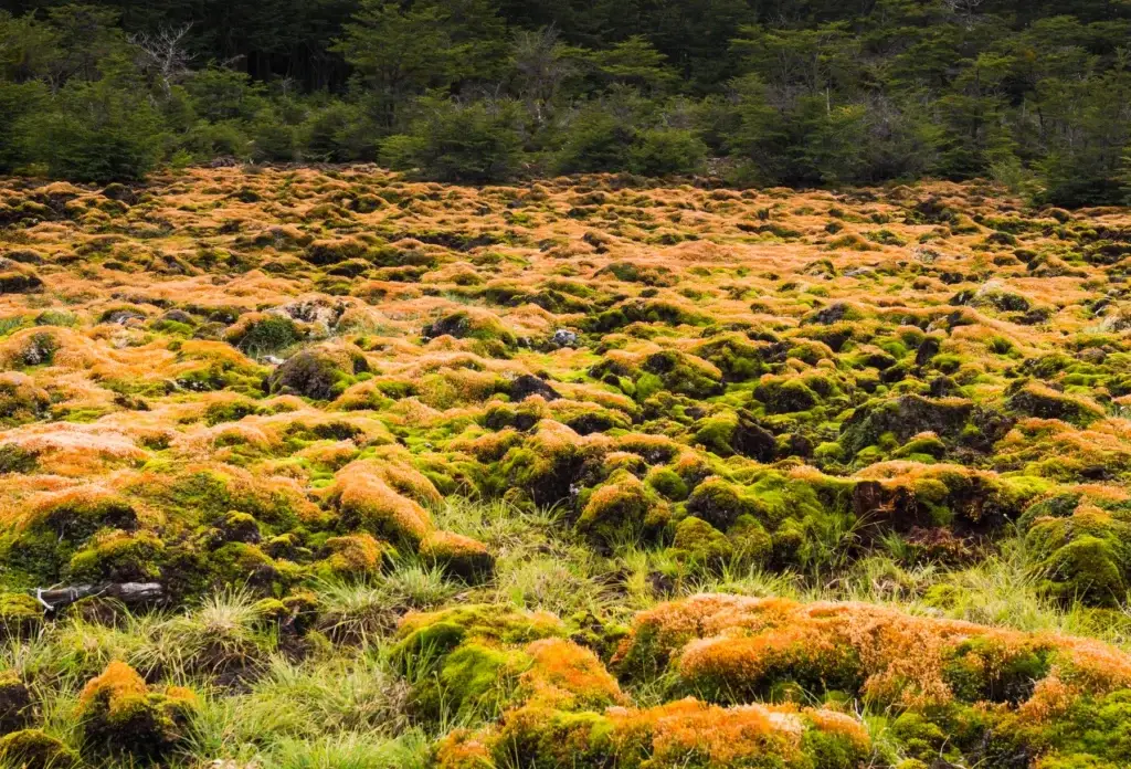 Vegetation and forest at Arakur Nature Reserve near Ushuaia.