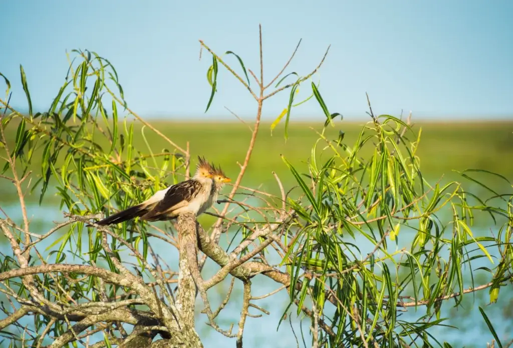 Birdlife in the Iberá Wetlands, Corrientes, Argentina.