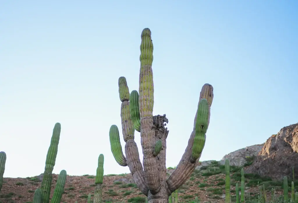 Cactus on a hillside in Baja California Sur, Mexico.