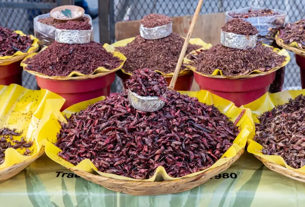 Chapulines displayed for sale in Oaxaca, Mexico.