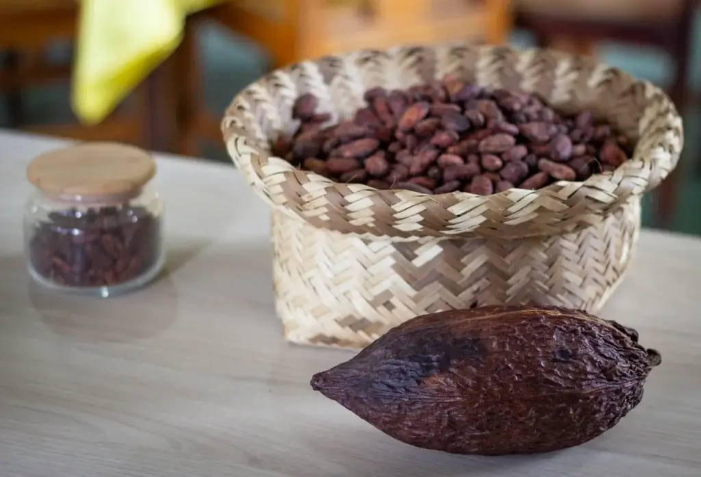 Cacao pod, beans and nibs illustrate the ingredient behind chocolate.