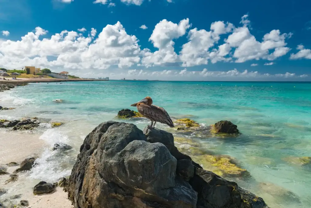 Pelican on Aruba's rocky coast.