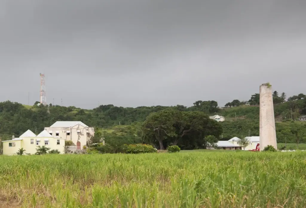 A sugar-cane landscape in Barbados.